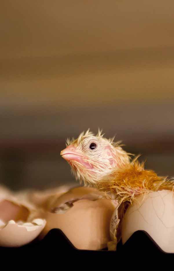 The optimal start It is widely accepted that it is important to provide the best conditions possible for the day old chicks when they arrive at the farm.