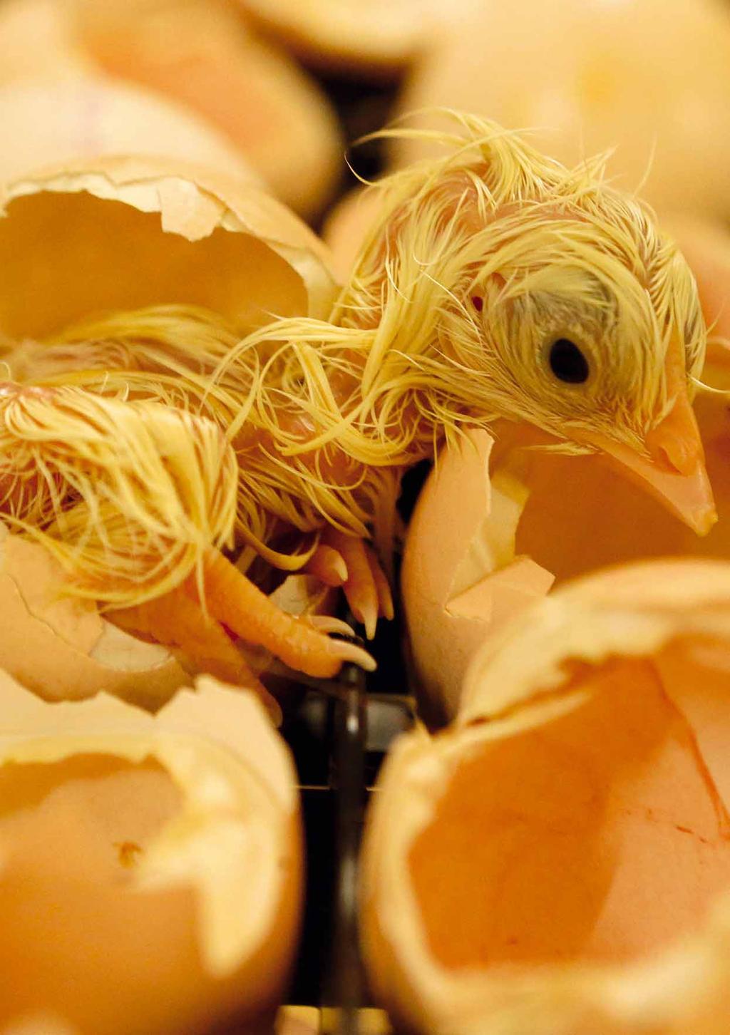On-farm hatching The best conditions for embryos