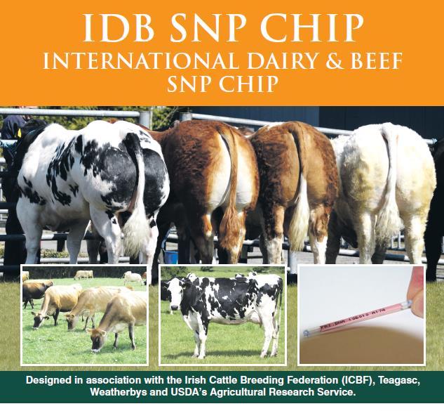 IDB Chip The database in 54k SNP s! The International Dairy & Beef Chip.