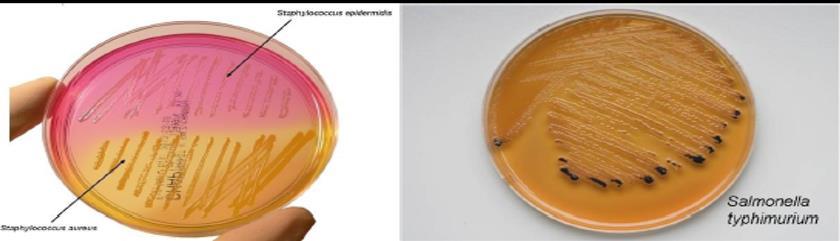 *Salmonella Shigella agar only these two types can grow on it-, notice the black dotes (H2S) on the Salmonella specimen **Staphylococcus aureus produces the yellow colour IV.