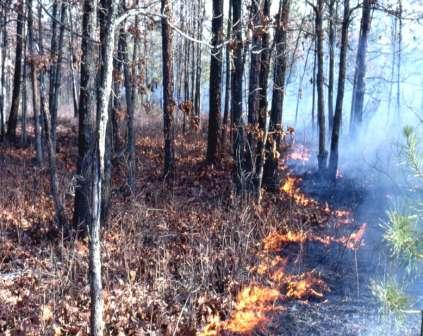 Ecological impacts of frequent prescribed burning