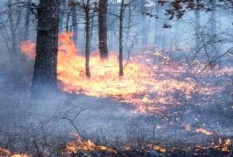 Frequent prescribed burning with backfires under a