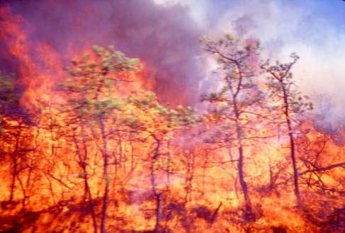 Management approaches to preserve open canopy vegetation types 3) Where adequately contained, prescribed ecological burning with crowning and scorching fires can be used in pine-shrub oak and pitch