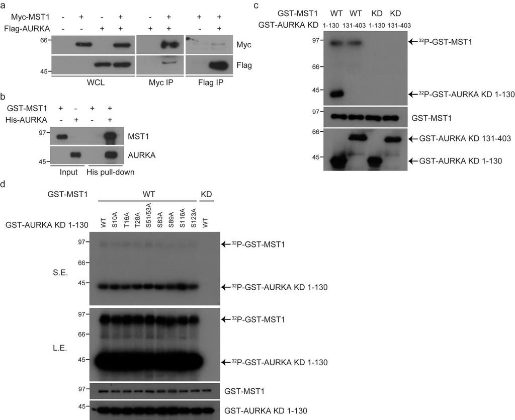 Supplementary Figure 10. MST1 binds to and phosphorylates AURKA in vitro. (a) 293T cells were transfected with the indicated combinations of Flag-AURKA and Myc-MST1.