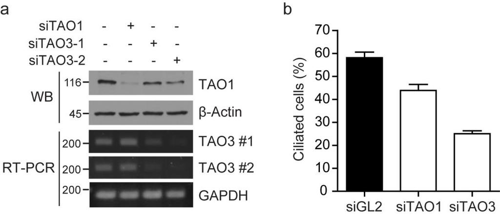 Supplementary Figure 11. TAO1/3 is required for ciliogenesis in RPE cells. (a) Knockdown of TAO1 in RPE cells was confirmed by western blotting.