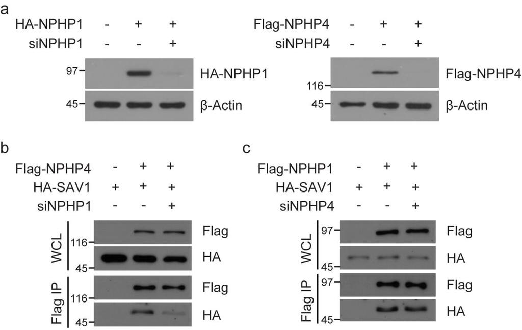 Supplementary Figure 12. Effect of NPHP1/4 depletion on SAV1-NPHP complex formation in 293T cells. (a) Validation of NPHP1/4 sirna. 293T cells were first transfected with control or NPHP1/4 sirna.