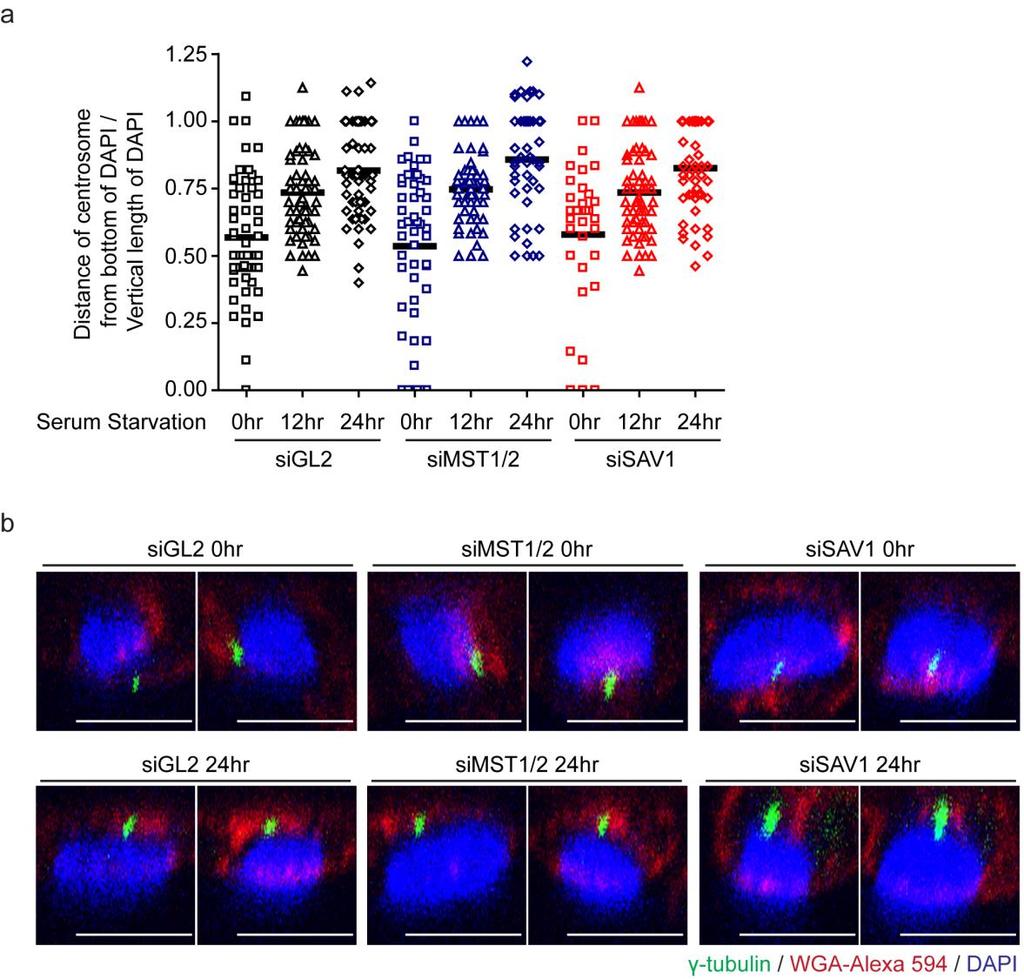 Supplementary Figure 14. Centrosome migration after serum starvation in MST1/2- and SAV1-depleted cells. (a) RPE cells were transfected with control or sirnas against MST1/2 or SAV1.
