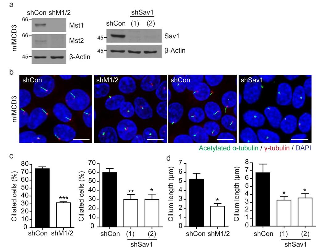 Supplementary Figure 3. Depletion of Mst1/2 and Sav1 impairs ciliogenesis in the mimcd3 cells. (a) Mst1/2 or Sav1 were stably knocked down in the mimcd3 cells by lentiviral infection.