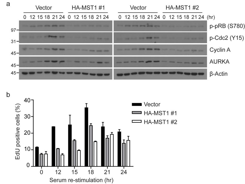 Supplementary Figure 9. Increased MST1 expression delays G1/S entry in response to serum re-stimulation.
