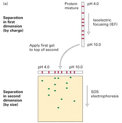 3.5 Two-dimensional electrophoresis