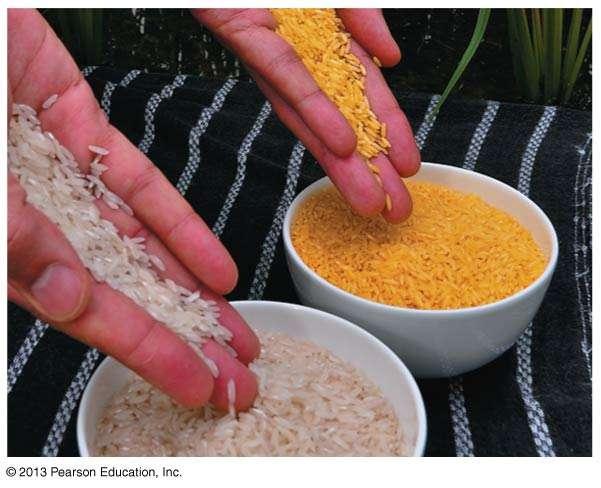 Genetically Modified (GM) Foods Golden rice 2