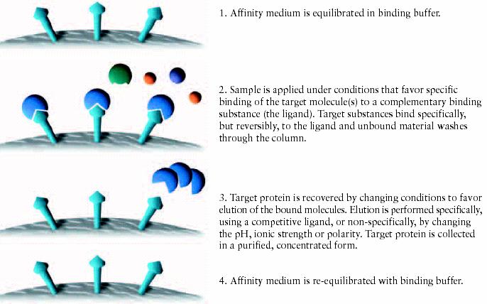 Affinity chromatographic terminology Elution: buffer conditions are changed to reverse (weaken) the interaction between the target molecules and the ligand so that the target molecules can be eluted