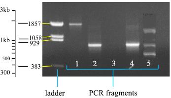 Amplification of PCR there is an exponential increase of the number of copies of the DNA DNA copy = 2 (n+1) n=cycle