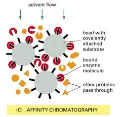 Affinity Chromatography Affinity: strength of binding between two molecules Affinity