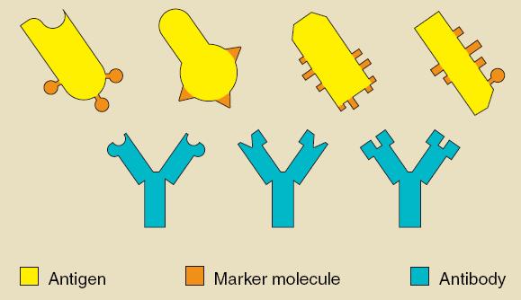groups or other proteins (antibodies).