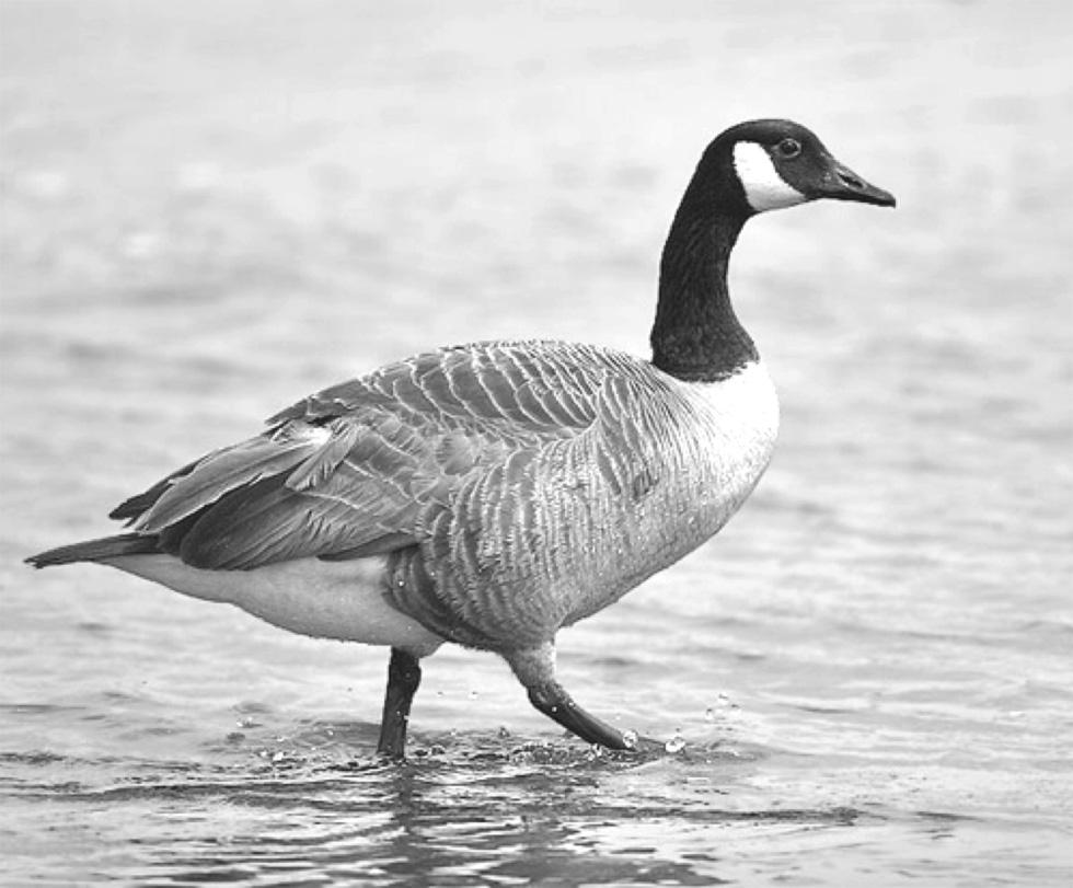 14. The photograph shows a bird called a goose. Two breeds of goose called Toulouse and Embden grow quickly. However, both breeds lay very few eggs.