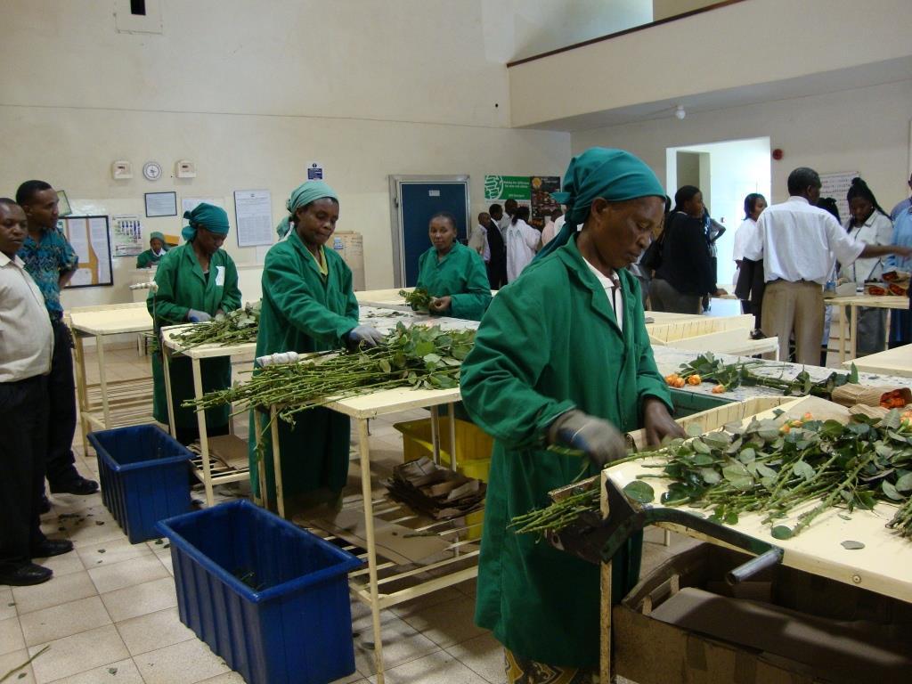 Impact of Plant Variety Protection in Kenya Employment creation It is estimated that over