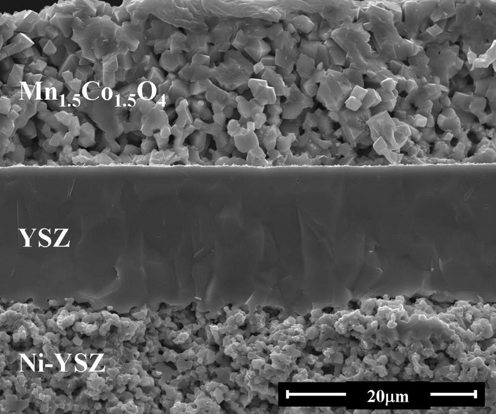 Figure S2. Cross-section SEM image of MCO cathode on YSZ electrolyte after electrochemical test.