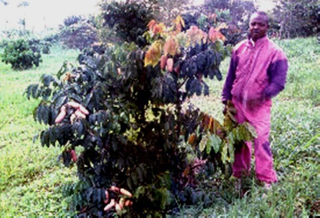Value of income: 1 In Cameroon, 12% of households said indigenous fruit trees were their primary source of income