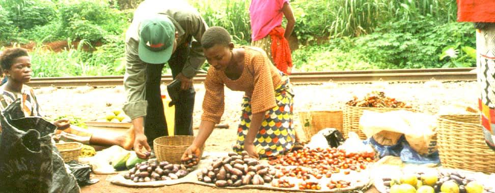 Value of income: 2 Safou traders typically earn more than the minimum wage In Cameroon most important fruit