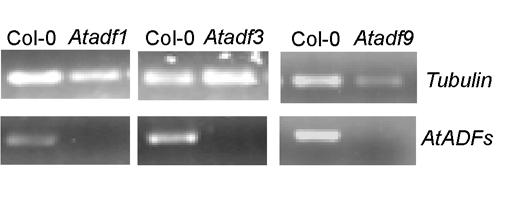 Supplemental Figure S1. RT-PCR analysis of gene expression of AtADF genes in wild type Col-0 and Atadf mutant plants.