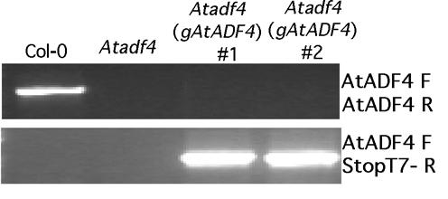 Molecular characterization of transgenic lines of Atadf4 complemented with genomic DNA with T7 tag sequence at the C-terminus.