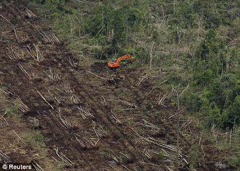 Indonesia High rates of deforestation Conversion to oil palm and pulp