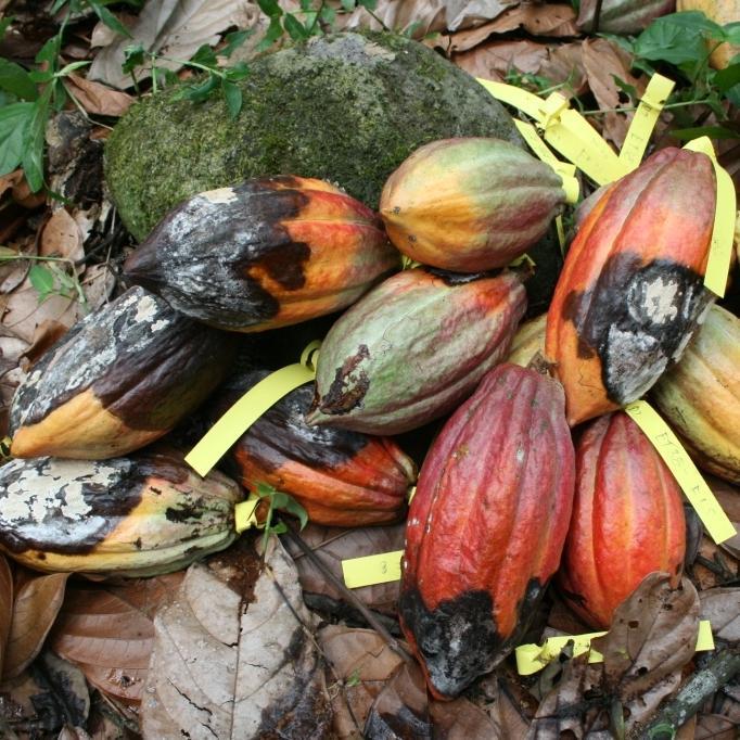 Diseases of cocoa Photograph: J Crozier It is estimated that 30-40% of cocoa is lost annually to
