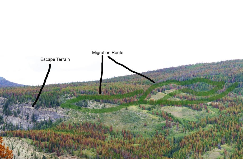 (Dendroctonus ponderosae) has killed much of the larger lodgepole and whitebark pine in the area.