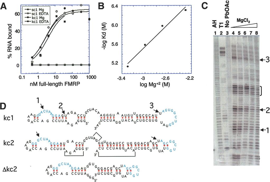 Magnesium-dependent binding suggests a loop-loop interaction for the KH2 RNA ligands Likely Mg 2+