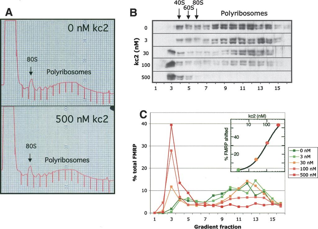 kc2 RNA competes FMRP off of mouse brain polyribosomes in a dose-dependent manner Darnell J. C. et.al. Genes Dev.