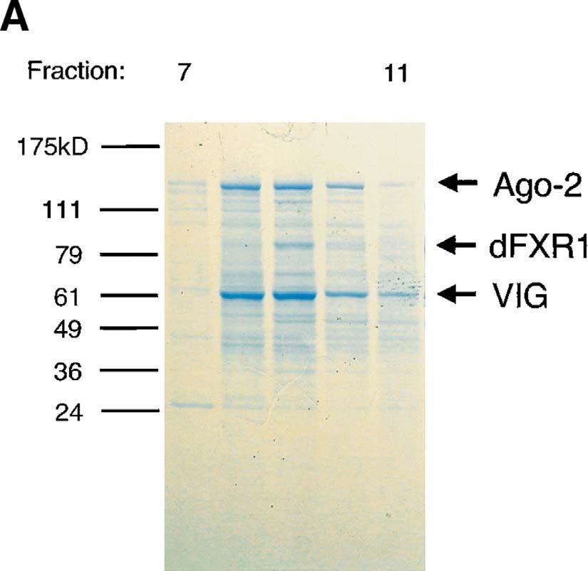 Identification of dfxr [the Drosophila homolog of the Fragile X Mental Retardation Protein (FMRP)], and VIG