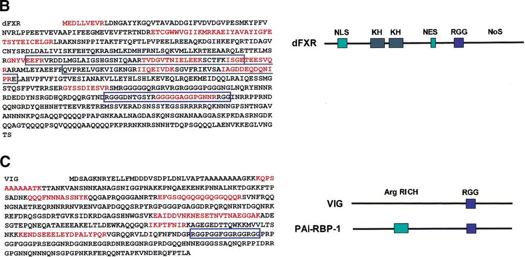 Identification of dfxr [the Drosophilahomolog of the Fragile X Mental Retardation Protein (FMRP)], and VIG
