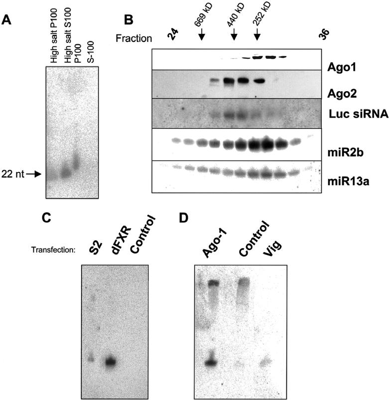 dfxr- [the Drosophila homolog of the Fragile X Mental Retardation Protein (FMRP)] and VIG-based RISC complexes (~500 kd)