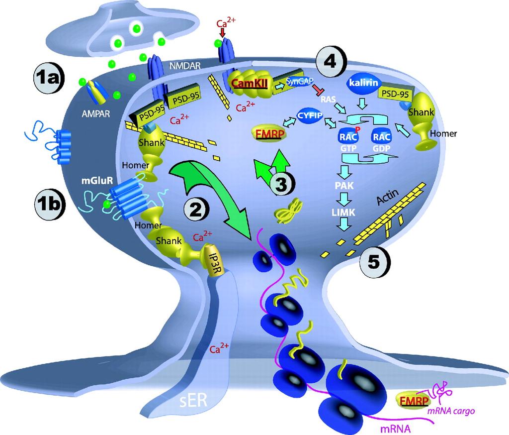 Synaptic stimulation can act via ionotropic glutamate receptors (AMPA/NMDA; 1a) and mglurs (1b) and can initiate translation (2) of locally synthesized proteins (3; shown in