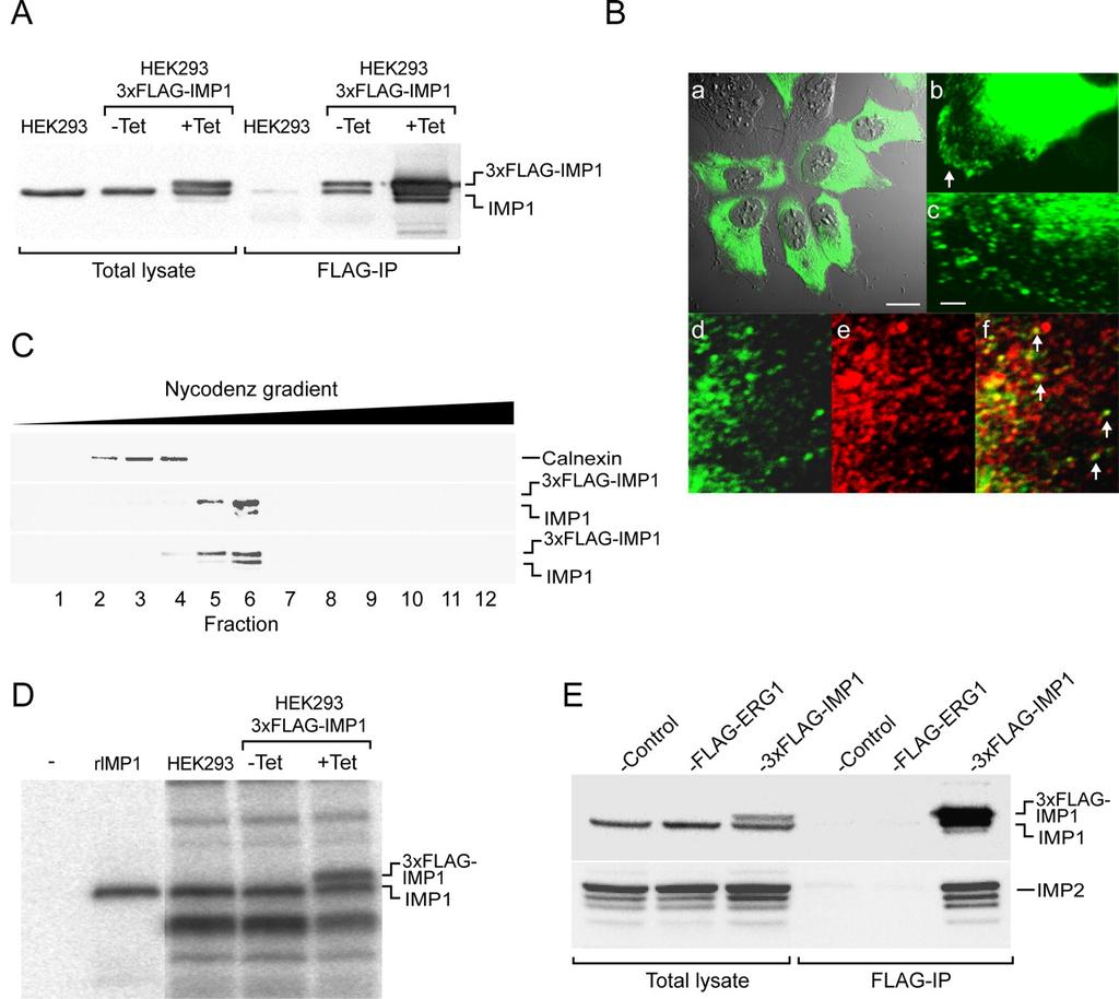 3xFLAG-IMP1 exhibits a behavior similar to endogenous IMP1 UV crosslink to H19 RNA Jonson, L. (2007) Mol. Cell.