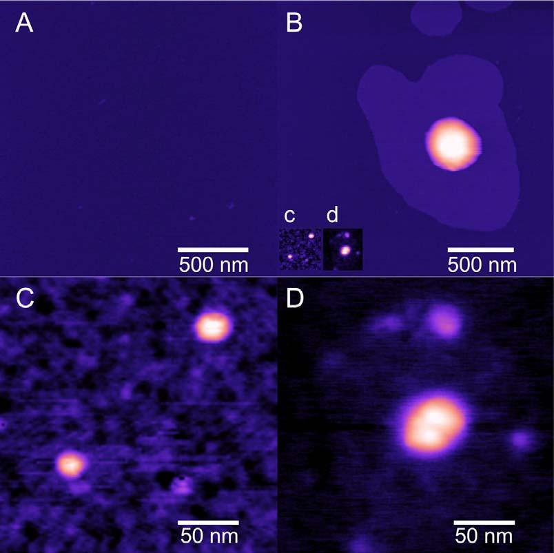 Atomic force microscopy of IMP1 granules Control (FLAG-ERG1) IMP1 granule IMP1 monomer IMP1 dimer bound to igf2 3 -UTR