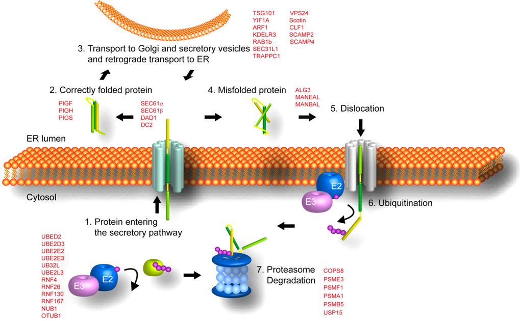 Schematic representation of the ubiquitin-proteasome pathway and the secretory pathway with the quality control machinery that dislocate misfolded proteins from