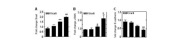 Supplemental Figure S2. Characterization of MMP3-induced EMT on PA gels.