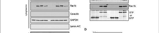 Cells were fractionated and subcellular protein extracts were analyzed by immunoblotting to detect Rac1, Rac1b, caveolin, GAPDH, and lamin A/C.