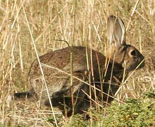 EXAMPLES OF INVASIVE SPECIES 24 rabbits turned loose for hunting in 1859