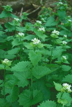 EXAMPLES OF INVASIVE SPECIES Garlic Mustard is a rapidly spreading woodland weed that is