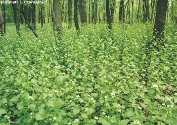 It dominates the forest floor and can displace most native herbaceous species within ten