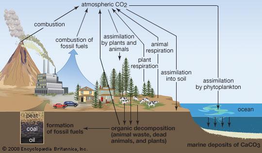 biogeochemical cycles- movement of a particular chemical through biological and geological parts of an