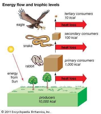 Only 10% of energy is transferred at each trophic level C.