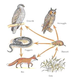 A food web shows a complex network of feeding