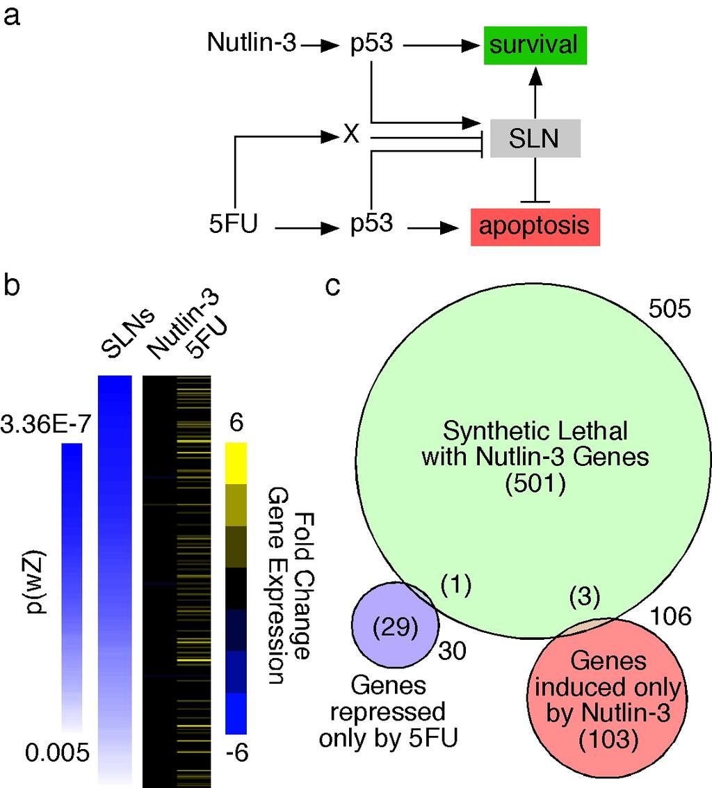 Supplementary Figure 5. Parallel Action of Synthetic Lethal with Nutlin-3 Pathways.
