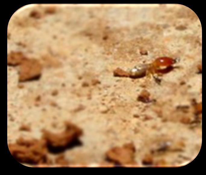 1. What are termites? Page 3 A small, pale soft-bodied insect that lives in large colonies with several different castes, typically within a mound of cemented earth.
