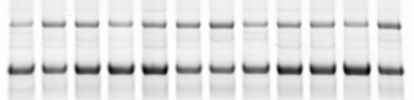 Fig. 2 a Gly Fold Change 1 0.5 0 UGUAUAUA (NRE) UGUAUGUA (A6G) UUGAUAUA (GU/UG) 1 2 3 Target sequence b RS 4 UGUAUAUA (NRE) UGUAUGUA (A6G) UUGAUAUA (GU/UG) Target sequence Fold Change 2 0 Fig. 2. Activities of ESFs in HeLa cells.