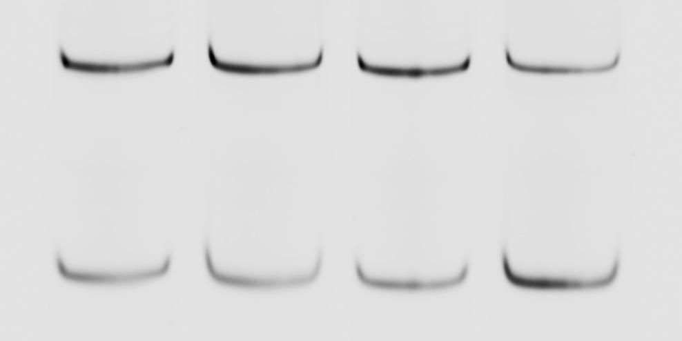 (left). The inclusion of the cassette exon was detected with body-labeled RT-PCR using primers corresponding to exons 1 and 2 of the reporter.